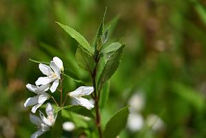 2025-06169006 Acton Arboretum, MA